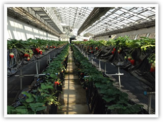 イチゴの栽培（SCSK多摩センター温室）